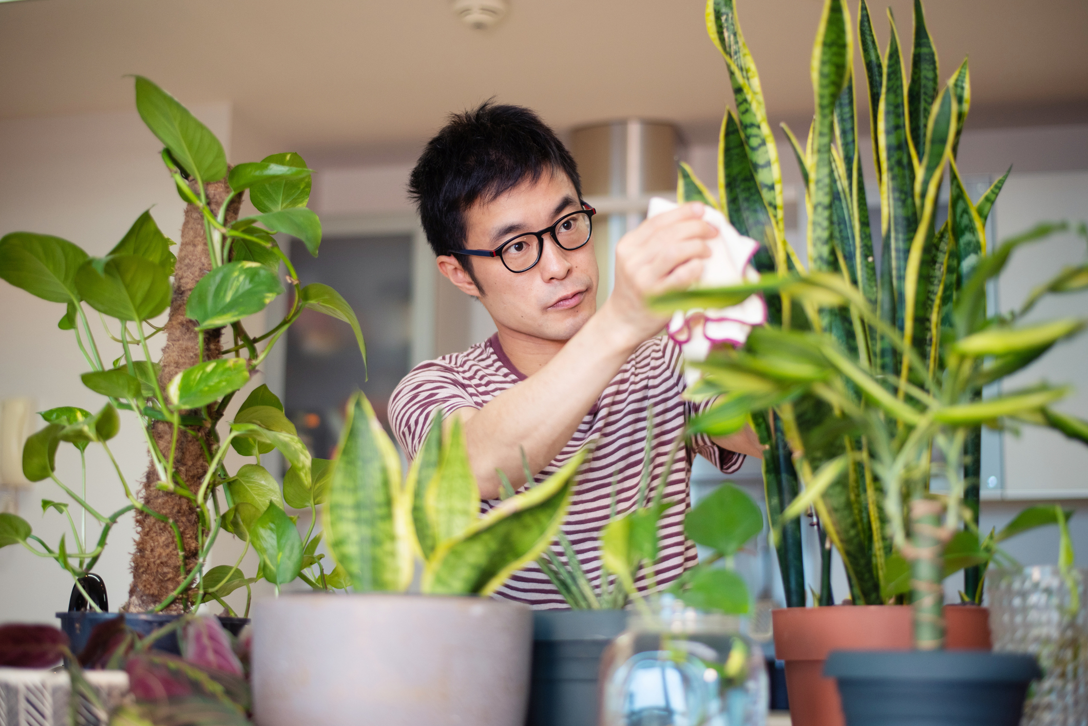 man caring for low maintenance indoor plants
