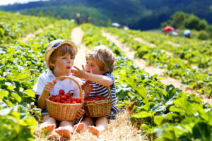 two boys in berry field