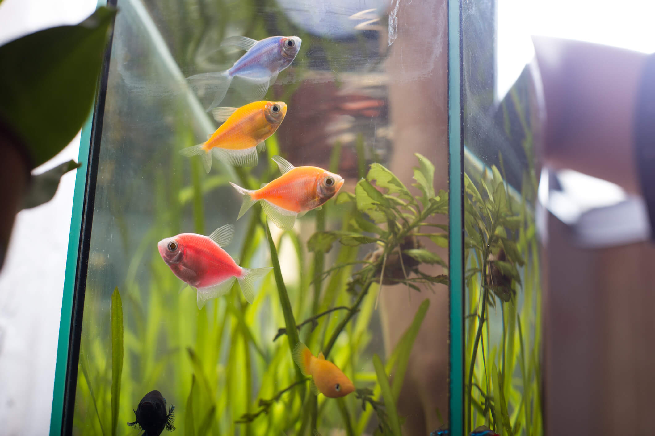 colorful fish in a tank