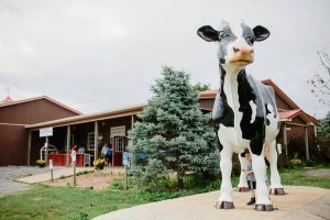 Great Country Farms cow